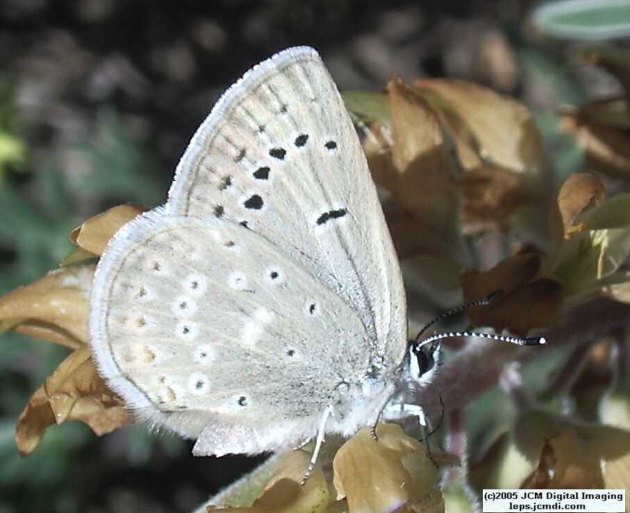 Plebejus icarioides evius (Evius Blue Butterfly)