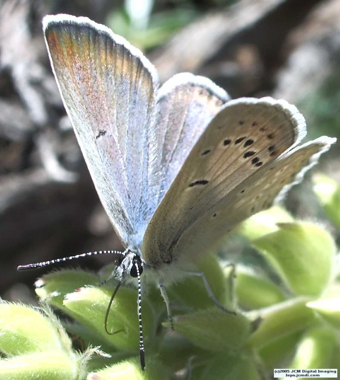 Plebejus icarioides evius (Evius Blue Butterfly)