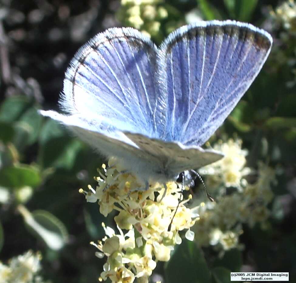 Plebejus icarioides evius (Evius Blue Butterfly)