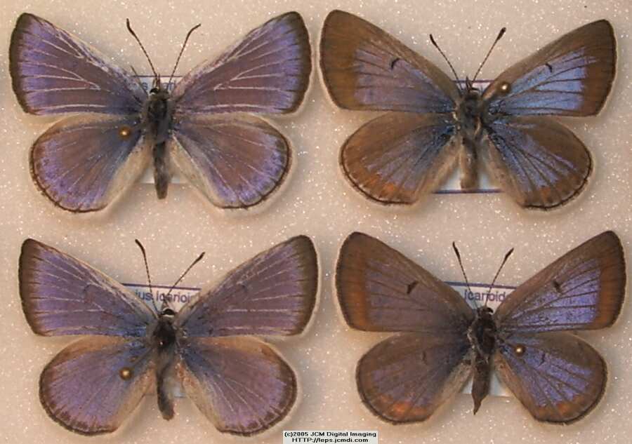 Plebejus icarioides evius (Evius Blue Butterfly)