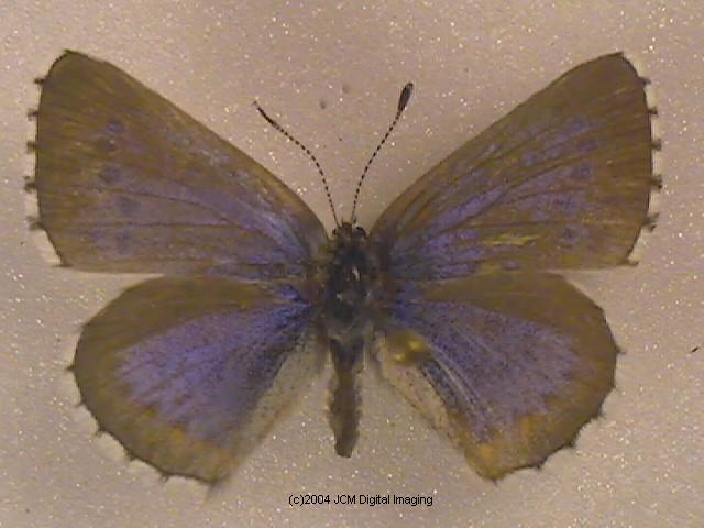 Glaucopsyche piasus (Arrowhead Blue Butterfly)