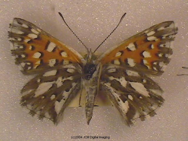 Apodemia mormo virguilti (Behr's Metalmark) images