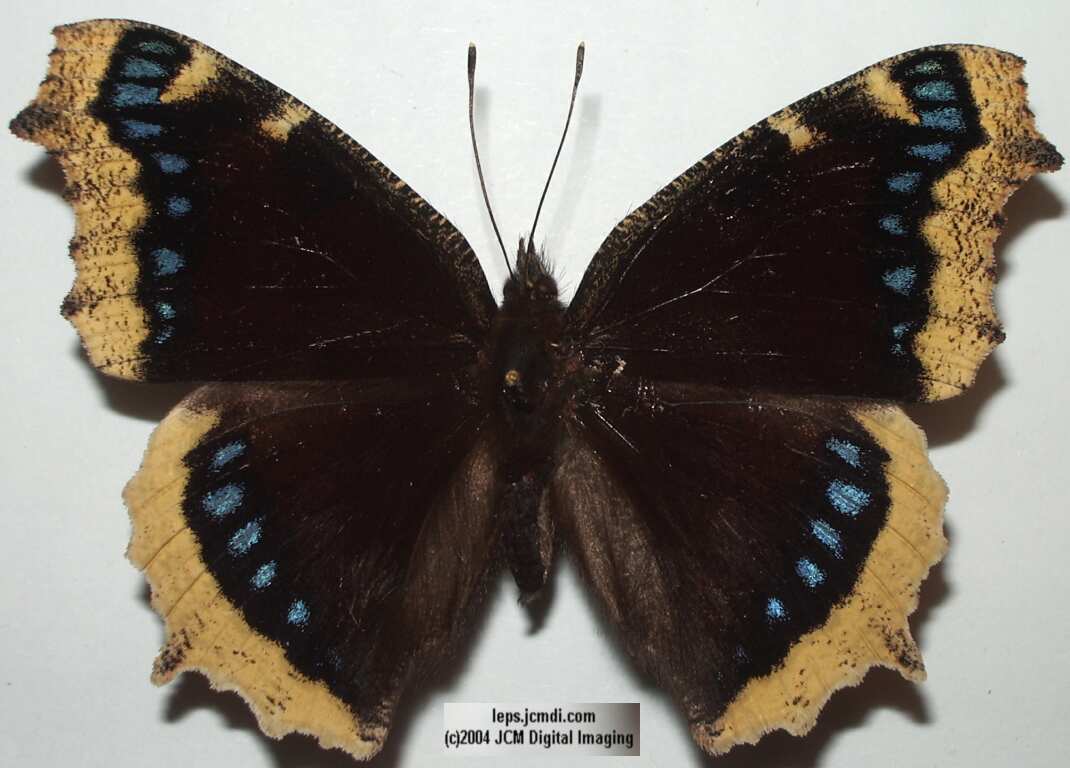 Nymphalis antiopa (Mourning Cloak Butterlfy) Life Cycle image JCMDI.COM 