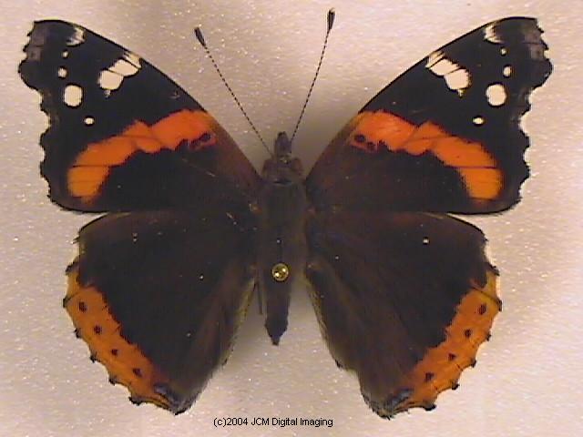 Vanessa atalanta (Red Admiral)  Life Cycle image JCMDI.COM 