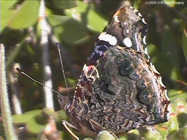Vanessa atalanta (Red Admiral)  Life Cycle image JCMDI.COM 