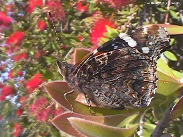 Vanessa atalanta (Red Admiral)  Life Cycle image JCMDI.COM 
