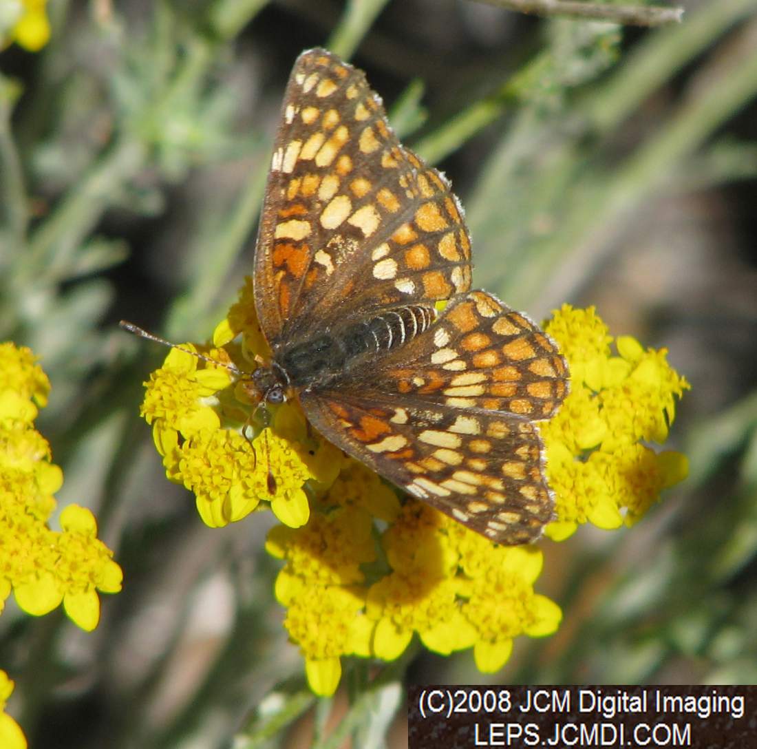 Gabb's Checkerspot (Chlosyne gabbii) image from JCMDI.COM