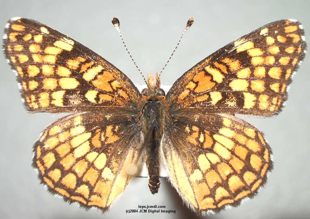 Chlosyne gabbii (Gabb's Checkerspot) Life Cycle image JCMDI.COM 