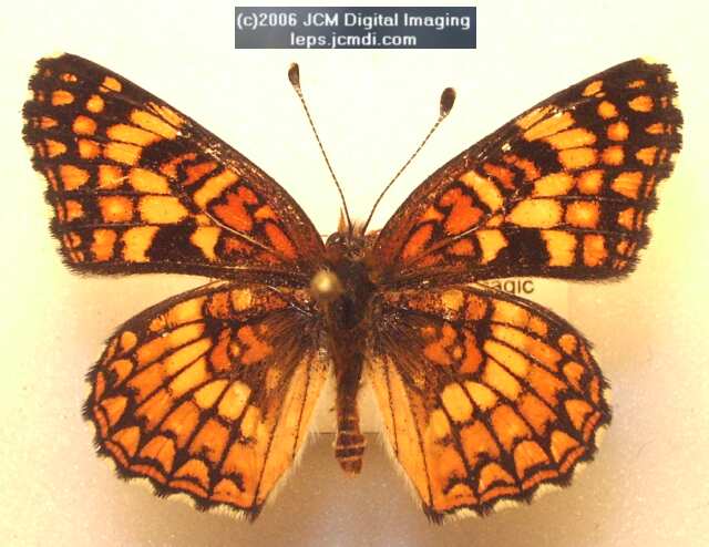 Gabb's Checkerspot (Chlosyne gabbii) image from JCMDI.COM