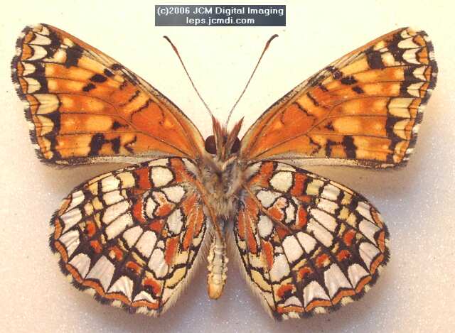 Gabb's Checkerspot (Chlosyne gabbii) image from JCMDI.COM