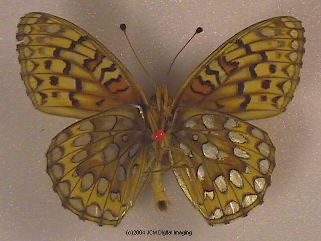 Speyeria callippe macaria (Macaria Fritillary) Life Cycle image JCMDI.COM 