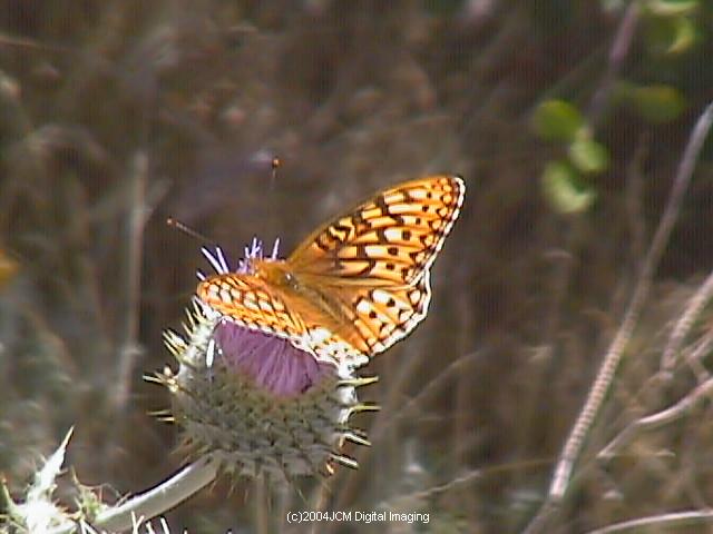 Speyeria callippe macaria (Macaria Fritillary) Life Cycle image JCMDI.COM 