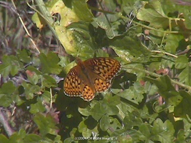 Speyeria callippe macaria (Macaria Fritillary) Life Cycle image JCMDI.COM 