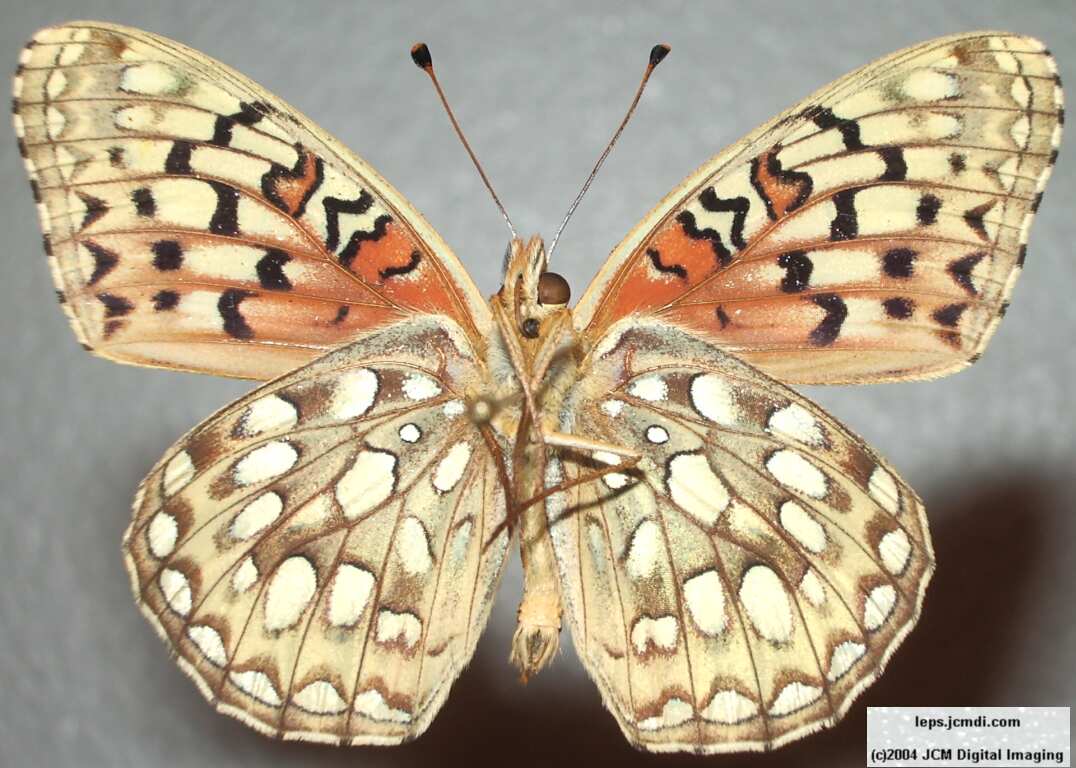 Speyeria callippe macaria (Macaria Fritillary) Life Cycle image JCMDI.COM 