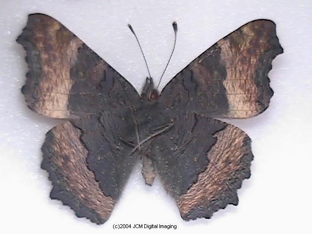Nymphalis milberti (Milbert's Tortoiseshell) Life Cycle image JCMDI.COM 