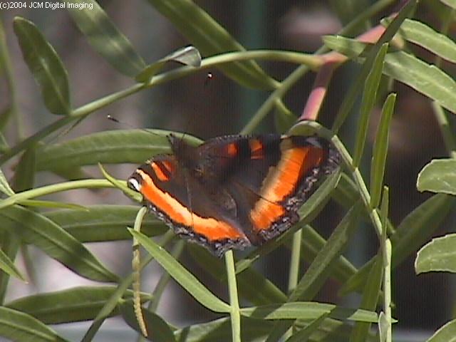 Nymphalis milberti (Milbert's Tortoiseshell) Life Cycle image JCMDI.COM 