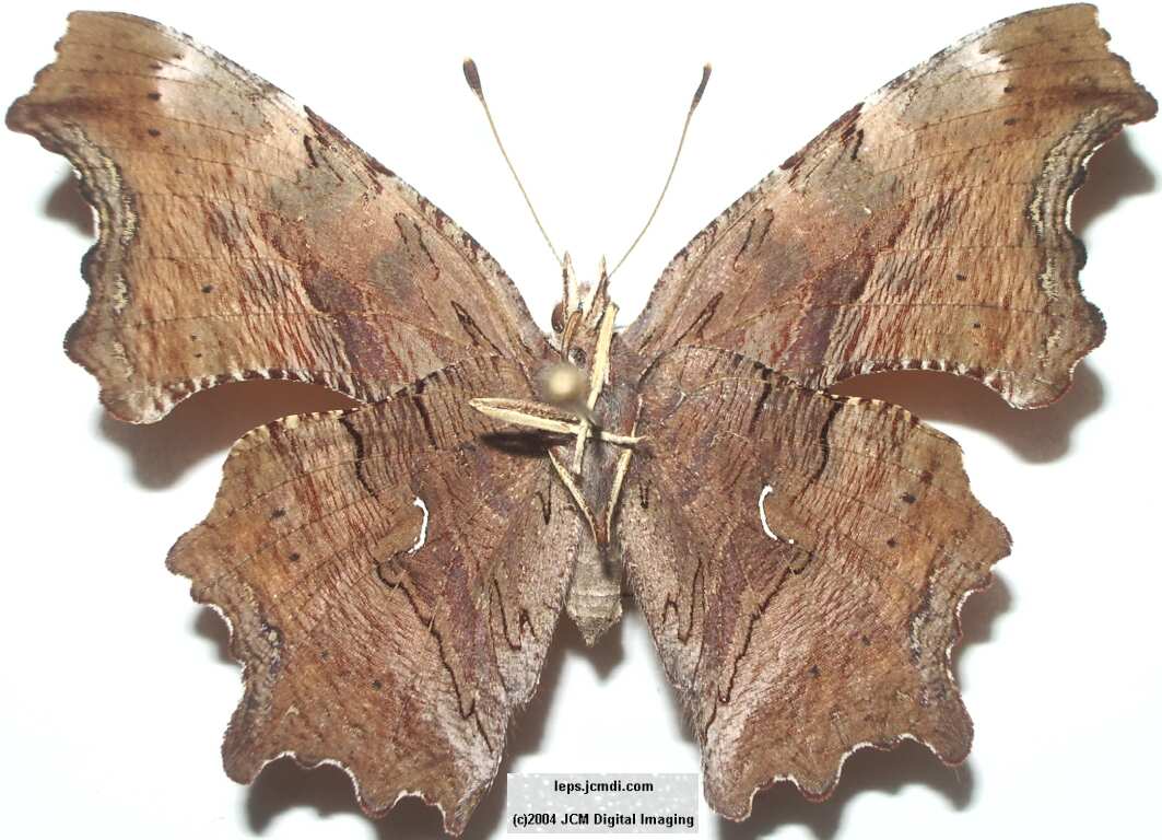 Polygonia satyrus (Satyr) Life Cycle image JCMDI.COM 