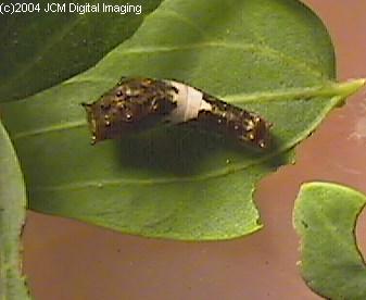 Papilio eurymedon (Pale Tiger Swallowtail) images from JCMDI
