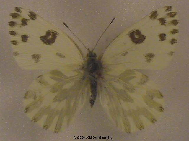 Pieris beckerii (Becker's White) Life Cycle image JCMDI.COM 