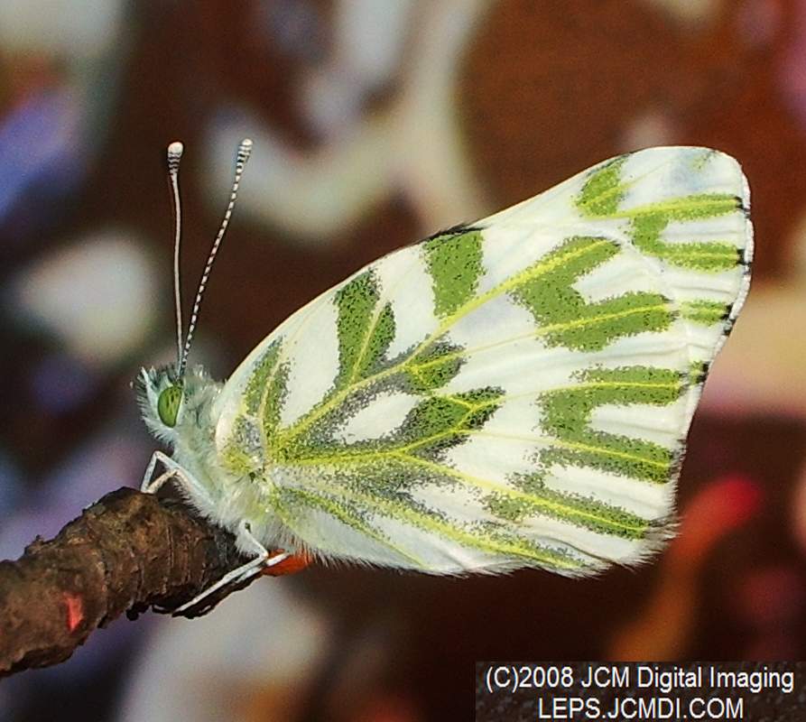 Becker's White Butterfly (Pieris beckerii) freshly-emerged adult