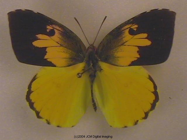 California Dogface (Zerene eurydice) image, (C)JCMDI.COM