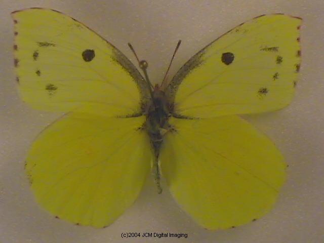 California Dogface (Zerene eurydice) image, (C)JCMDI.COM