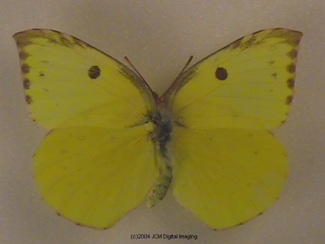 California Dogface (Zerene eurydice) image, (C)JCMDI.COM