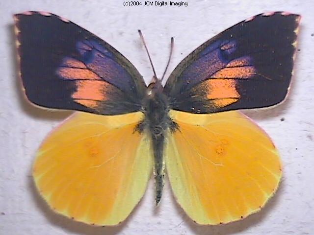 California Dogface (Zerene eurydice) image, (C)JCMDI.COM