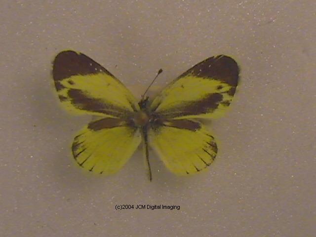Nathalis iole (Dwarf Yellow) Life Cycle image JCMDI.COM 