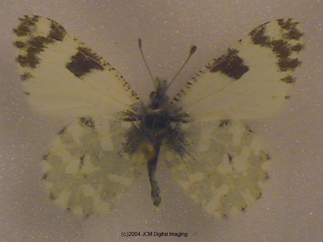 Euchloe hyantis lotta (Southern Marble) Life Cycle image JCMDI.COM 