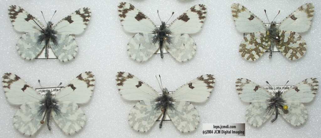 Euchloe hyantis lotta (Southern Marble) Life Cycle image JCMDI.COM 