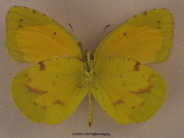 Eurema nicippe (Sleepy Sulphur, Nicippe Yellow) Life Cycle image JCMDI.COM 