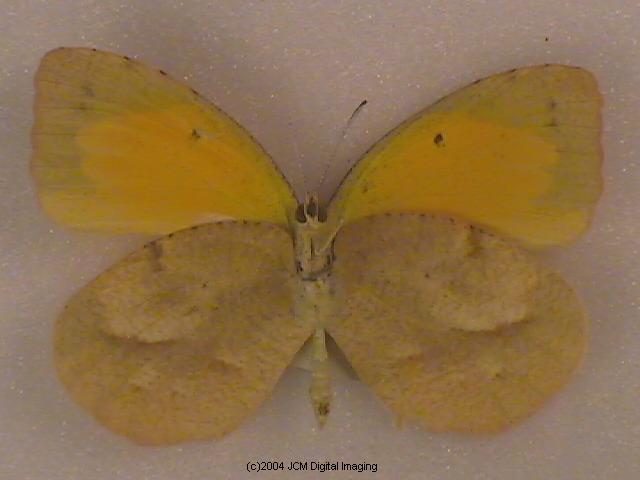 Eurema nicippe (Sleepy Sulphur, Nicippe Yellow) Life Cycle image JCMDI.COM 