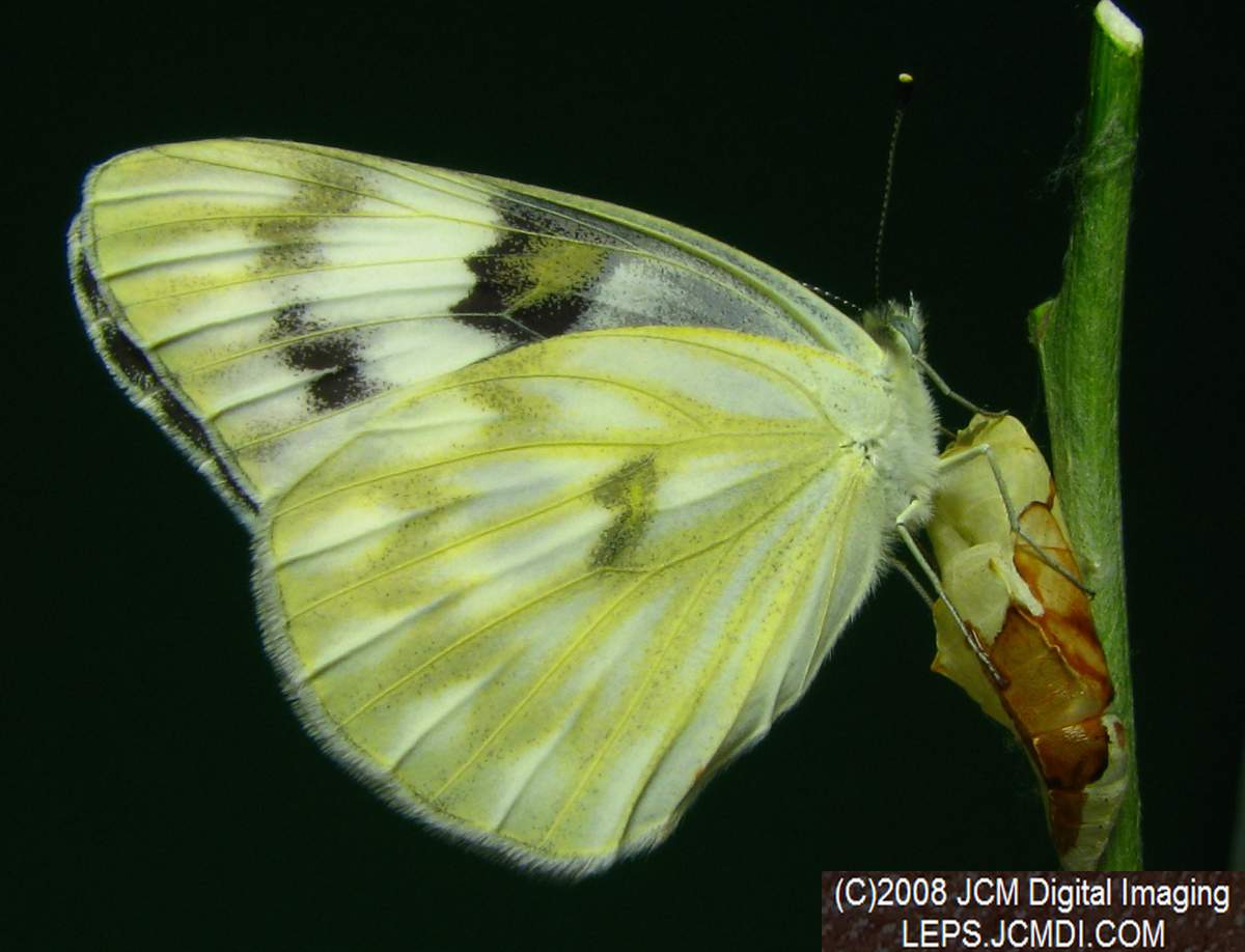 Freshly-emerged female Checkered White (Pieris protodice) in the lab/studio