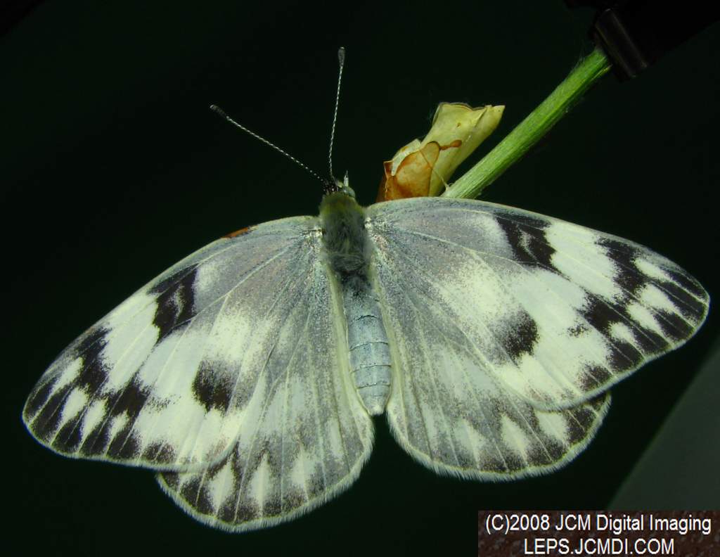 Freshly-emerged female Checkered White (Pieris protodice) in the lab/studio