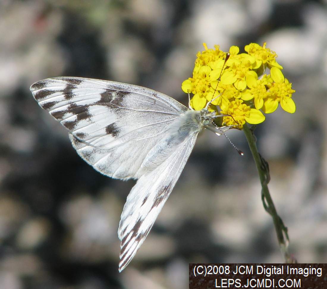 A Checkered White (Pieris protodice) nectaring at Bear Devide