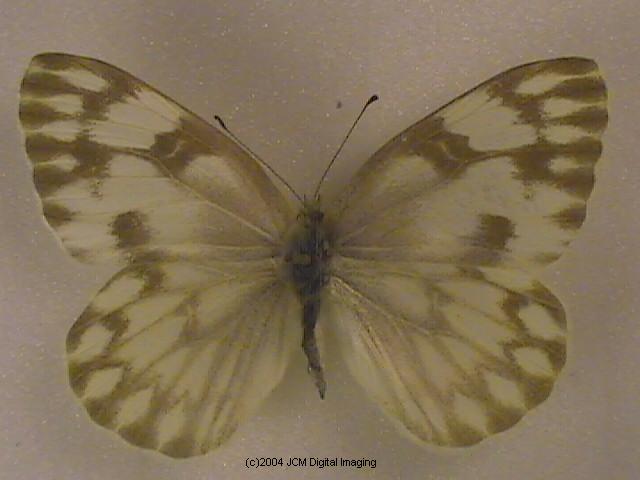 Pieris protodice (Checkered White) Life Cycle image JCMDI.COM 