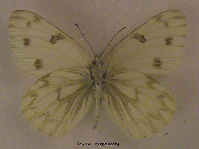 Pieris protodice (Checkered White) Life Cycle image JCMDI.COM 