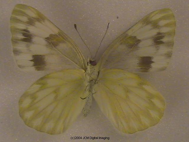 Pieris protodice (Checkered White) Life Cycle image JCMDI.COM 