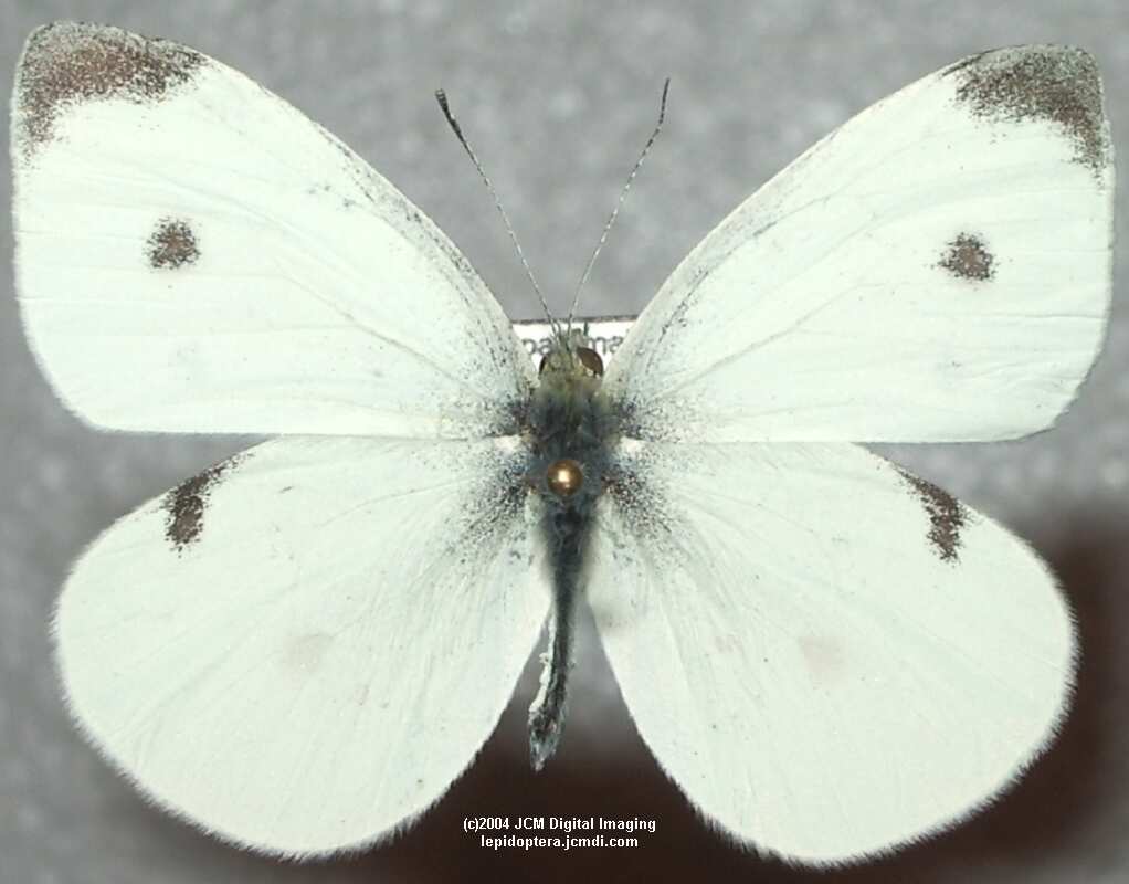 Pieris rapae (Cabbage Butterfly) Life Cycle image JCMDI.COM 