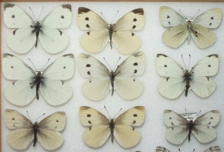 Pieris rapae (Cabbage Butterfly) Life Cycle image JCMDI.COM 