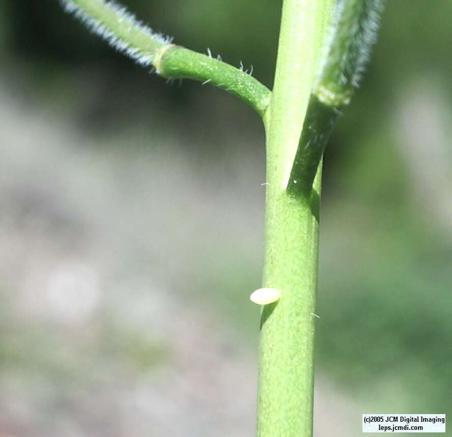 Anthocaris sara (Sara Orange Tip) Life Cycle image JCMDI.COM 