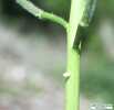 A very freshly oviposited egg on a Mustard plant