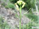 A very freshly oviposited egg on a Mustard plant