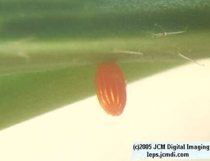 Anthocaris sara (Sara Orange Tip) Life Cycle image JCMDI.COM 