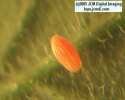 A partially developed egg on mustard back in the lab/studio.