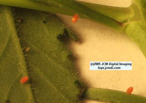 Anthocaris sara (Sara Orange Tip) Life Cycle image JCMDI.COM 