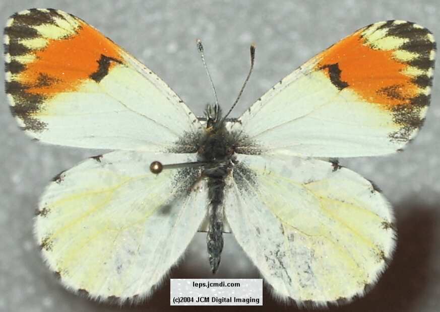 Anthocaris sara (Sara Orange Tip) Life Cycle image JCMDI.COM 
