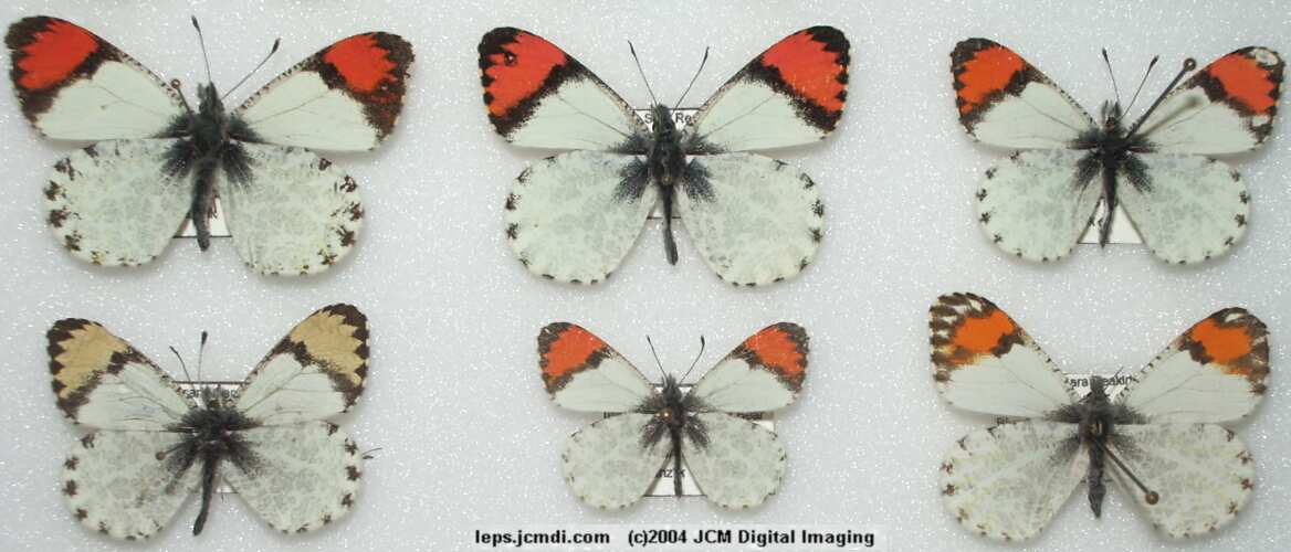 Anthocaris sara (Sara Orange Tip) Life Cycle image JCMDI.COM 
