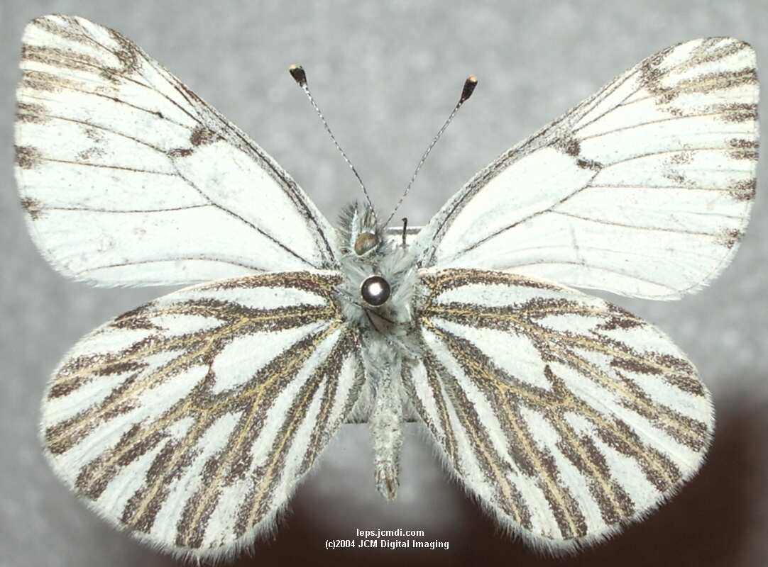 Pieris sysimbrii (Spring White) Life Cycle image JCMDI.COM 